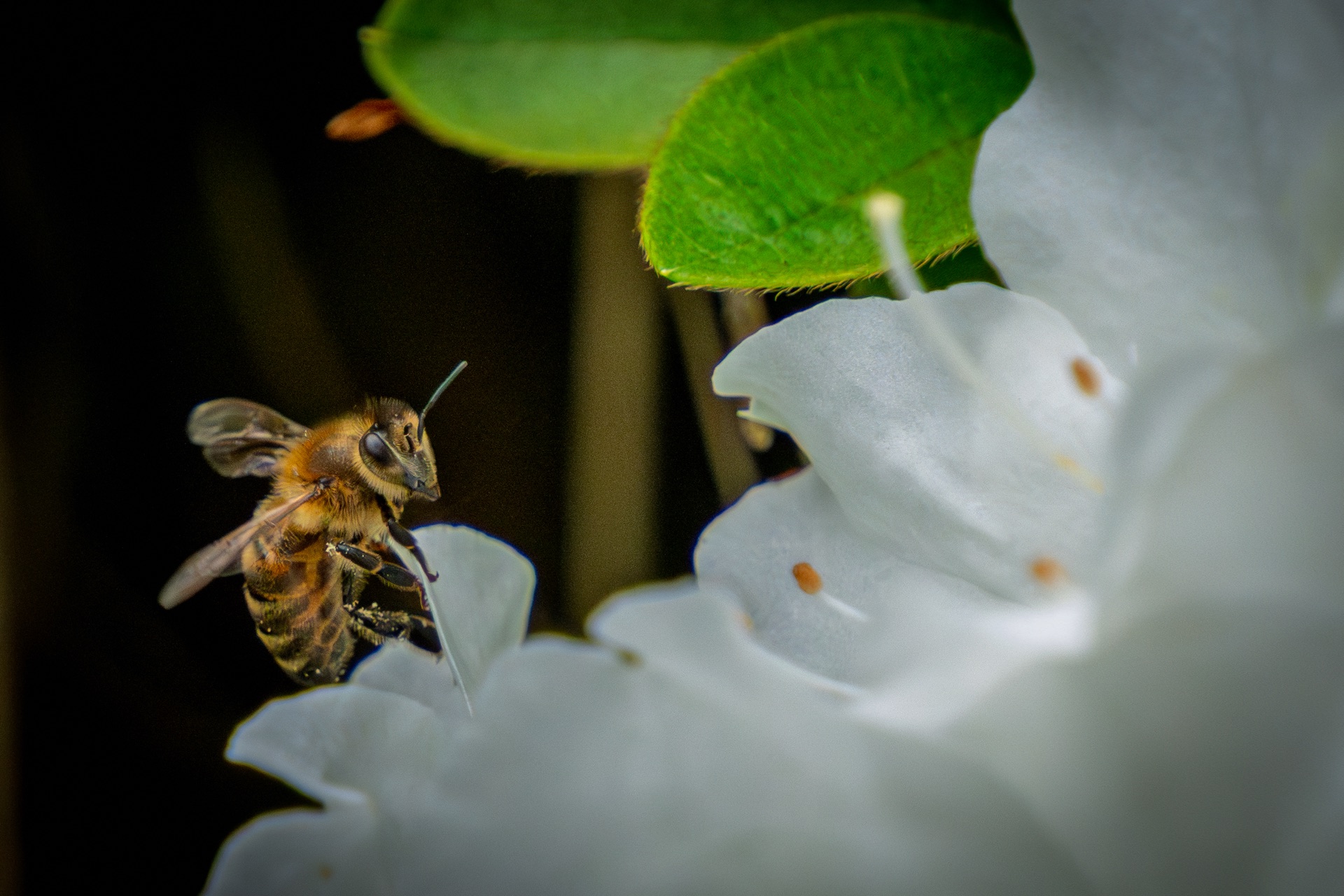 Bee in flight toward azalea